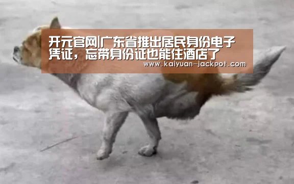 开元官网|广东省推出居民身份电子凭证,忘带身份证也能住酒店了(图4) 开元下载